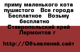 приму маленького кота пушистого - Все города Бесплатное » Возьму бесплатно   . Ставропольский край,Лермонтов г.